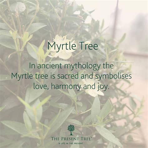 Myrtle Tree - In Mythology | Myrtle tree, Ancient mythology, Magic crafts