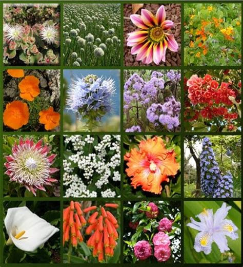 Madeira Flowers - The charm of our flowers