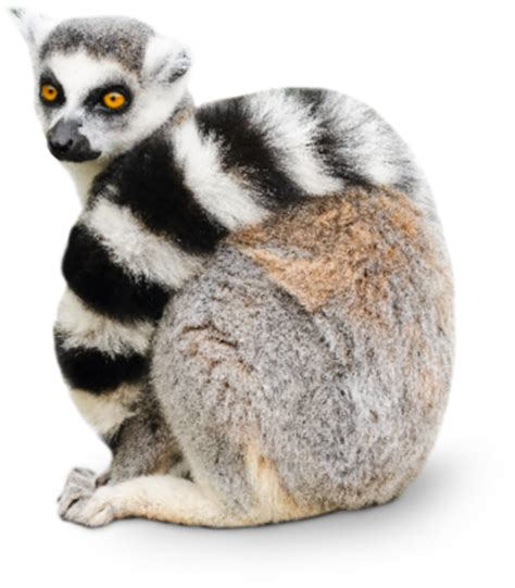 Lemur PNG transparent image download, size: 525x600px