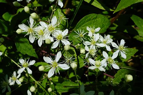 Clematis virginiana - Wildflowers of the National Capital Region