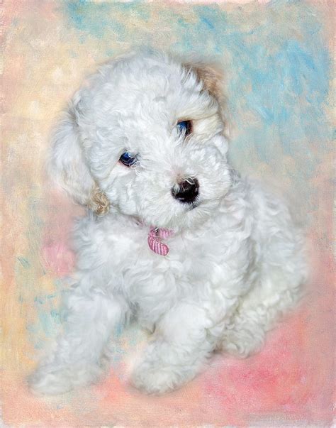 Bichon Maltipoo Puppy Dog Photograph by Robert Jensen