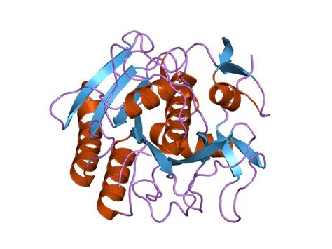 Endopeptidase k; Proteinase K