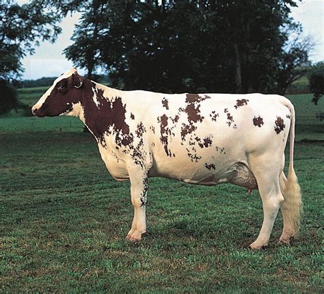 Dairy cattle breeds | Milk Production, Domestication, List, & Facts ...