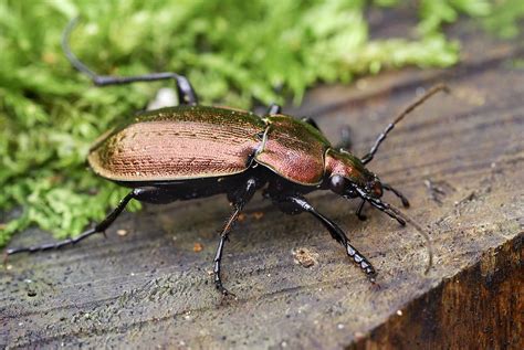 Ground beetle Photograph by Science Photo Library