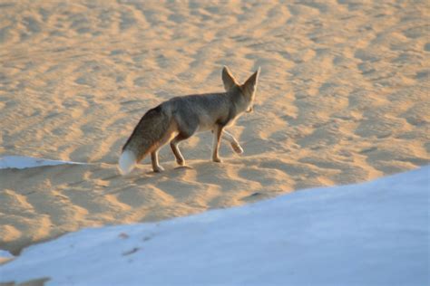 www.egyptra.com Egypt desert safari | Egypt, Safari, Animals