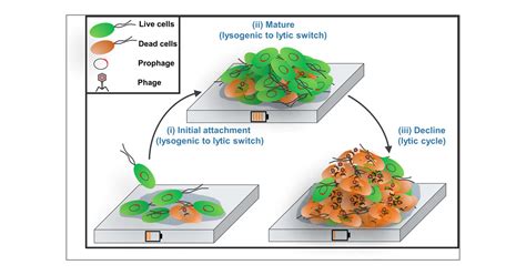 Prophage Induction Causes Geobacter Electroactive Biofilm Decay | Environmental Science & Technology