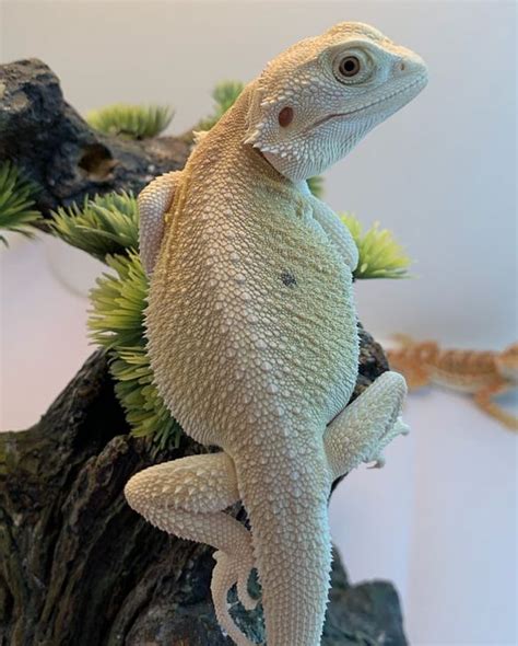 11 Types of Bearded Dragon Morphs