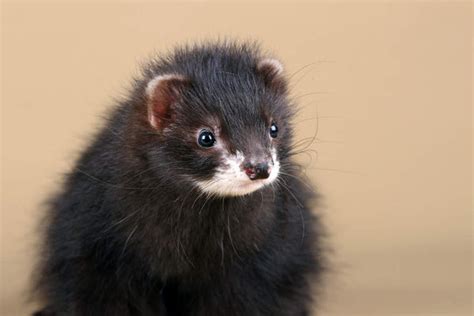 Types of Ferrets – Petsmont