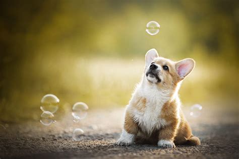 Corgi Wallpapers - Top Free Corgi Backgrounds - WallpaperAccess