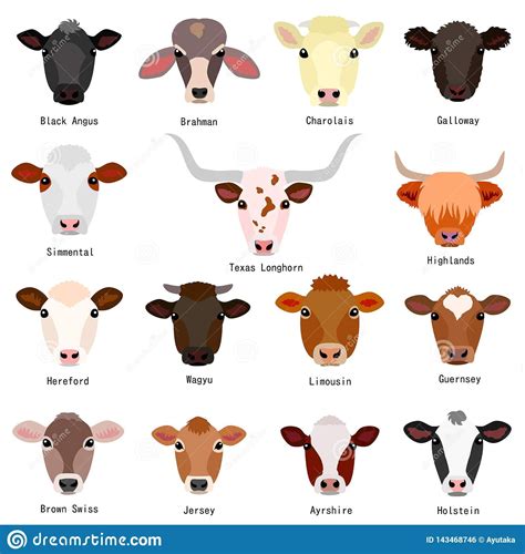 Illustration about Various heads of cattle breeds chart with breeds name, colors, patterns on ...