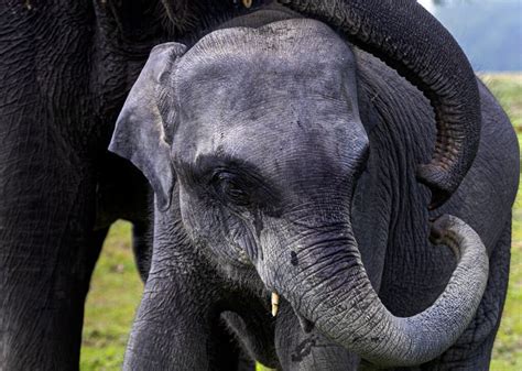 Assam's Pobitora Wildlife Sanctuary Reopens For Tourists After 7 Months ...