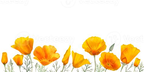 Watercolor orange california poppy 12066990 PNG