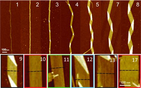 Structure of amyloid fibrils as a function of the constitutive number... | Download Scientific ...