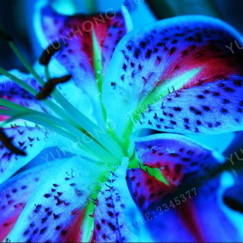 Blue Tiger Lily Flower