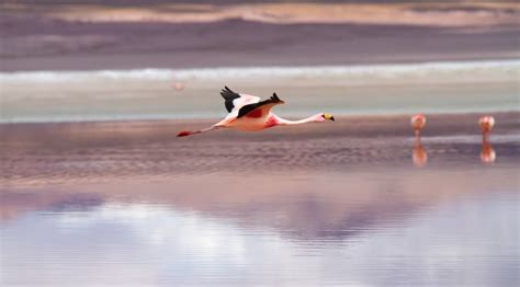 Bird Continent: A Guide to the Avian Diversity Across the World’s Continents – Bird Watching Pros