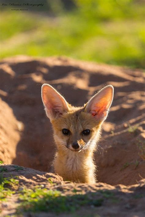 " (via 500px / Young Cape Fox by Iris Braun) ” | Fox, Baby animals, Animals wild