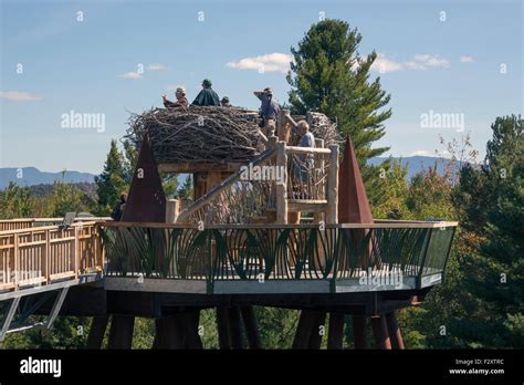 Wild Walk at the Wild Center in Tupper Lake New York USA America Adirondack State Park ...