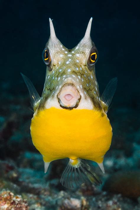 Longhorn cowfish - Lactoria cornuta | (EN) Longhorn Cowfish … | Flickr