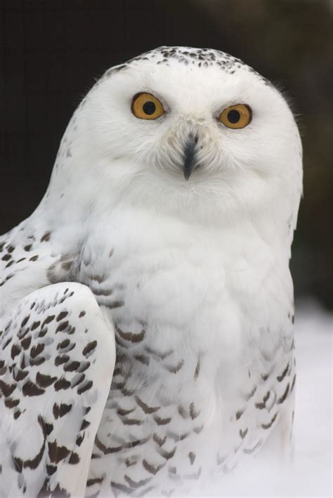 Free Images : wing, white, zoo, beak, feather, fauna, bird of prey, snowy owl, close up ...