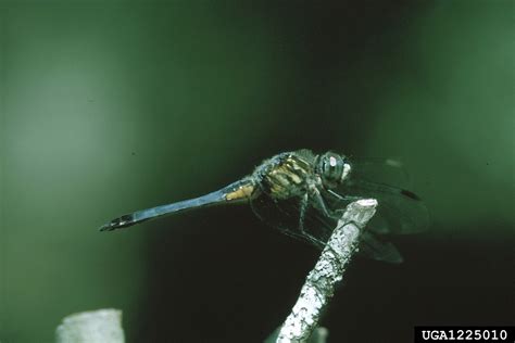 dragonflies and damselflies (Order Odonata)