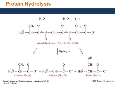 Hydrolysis Facts For Kids