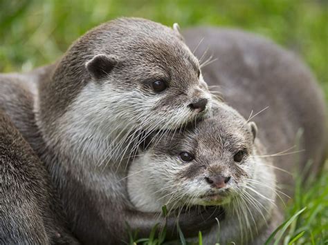 two otters cuddle together in the grass