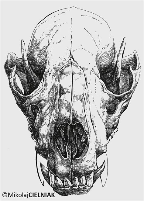 Skulls #2 on Behance | Animal skull drawing, Animal skull tattoos, Skulls drawing