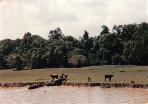 Water Buffalo near Tasik (Lake) Chini 1979 Chini Lake, better known locally as Tasik Chini, is a ...