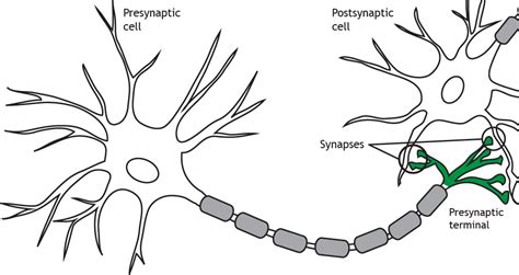 1.1: The Neuron - Medicine LibreTexts