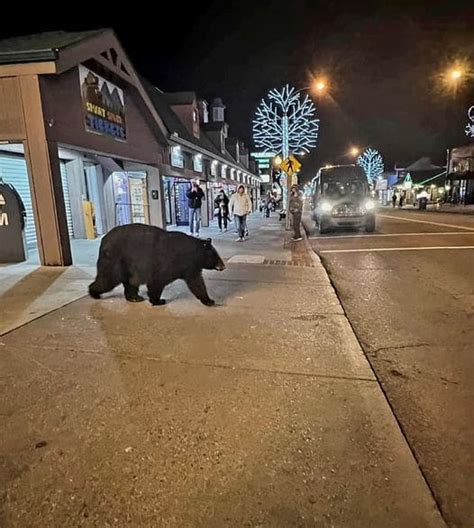 Bear Roaming Streets of Downtown Gatlinburg! - Explore Tennessee ...