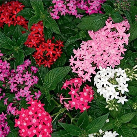 2.5-Quart Multicolor Pentas in Pot (L3331) in the Annuals department at Lowes.com