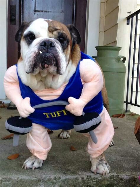 Bulldog Halloween Costumes | Dog halloween costumes, Cute baby animals, Bulldog halloween costumes