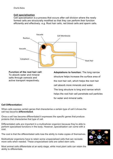 Root Hair Cell Microscope