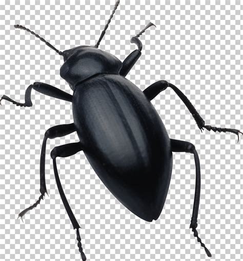 black bug clipart 10 free Cliparts | Download images on Clipground 2024