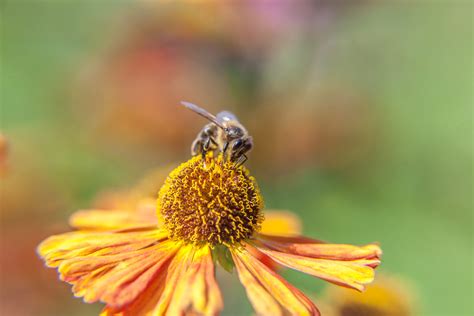 Seniors & Seasonal Allergies