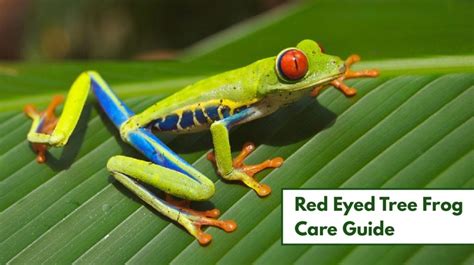 Red Eyed Tree Frog Care (Complete Habitat, Diet, & Care Guide)