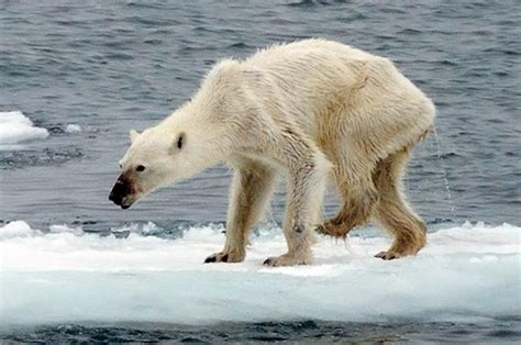 How many polar bears are in Svalbard? – Svalbarði Polar Iceberg Water