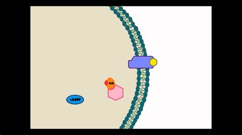 Signal Transduction Animation - YouTube