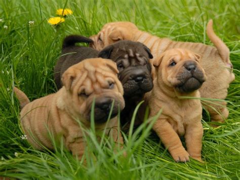 Top 7 Shar Pei Puppies Photos - Pictures Of Animals 2016
