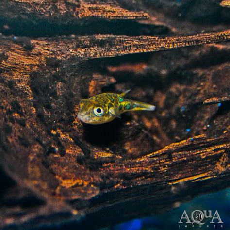 Dwarf Pea Puffer (Carinotetraodon travancoricus) - Aqua Imports