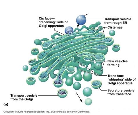 Golgi Apparatus - Organelles in a Eukaryotic Cell