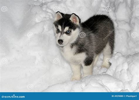 Husky Puppy In Snow Stock Photo - Image: 4929880