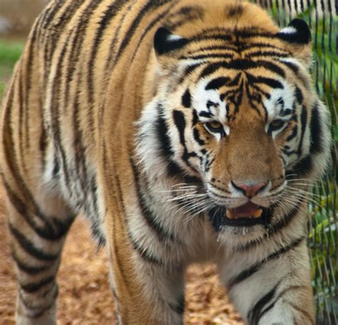 Mike the Tiger | Mike the Tiger - LSU's Live Bengal Mascot. … | Flickr