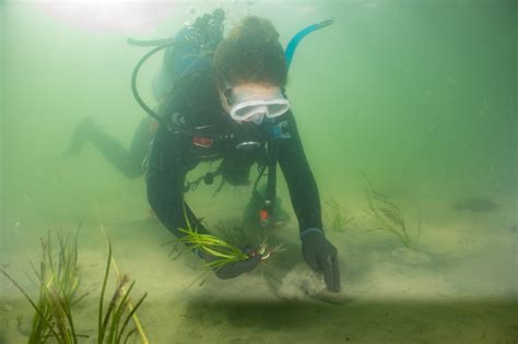 Eelgrass Health and Restoration - Nantucket Land & Water Council