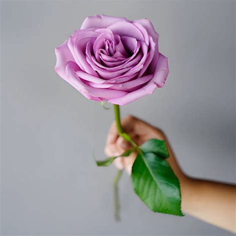 Buy Wholesale Cool Water Lavender Rose in Bulk - FiftyFlowers