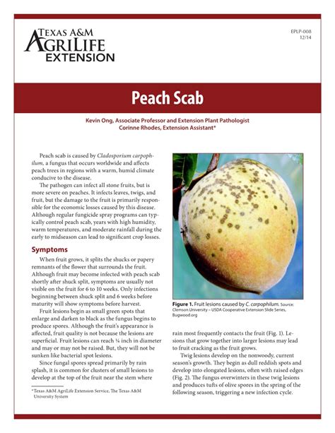 Peach Scab | Publications | AgriLife Learn