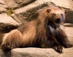 Animals & Pets: Wolverine Animal Habitat