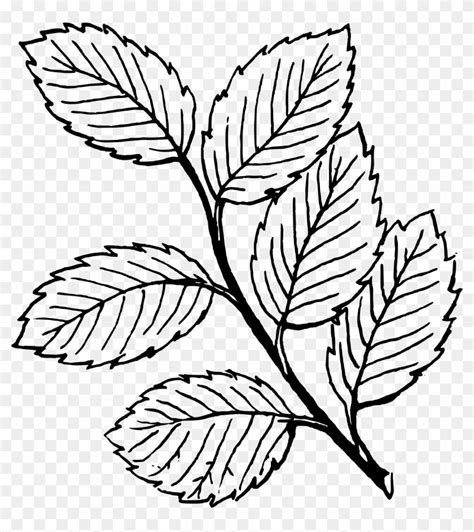 Fall Black And White Fall Leaf Clipart Black And White - Leaves ...