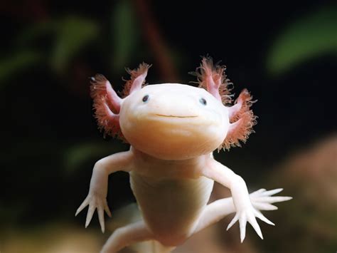 16 Axolotl Facts for Kids to Learn Something New – Facts For Kids