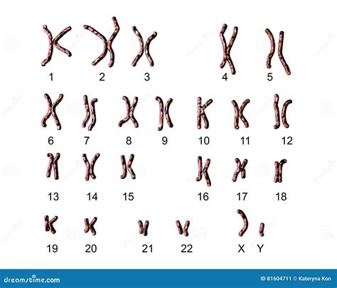 Human Karyotype Royalty-Free Stock Image | CartoonDealer.com #21387484